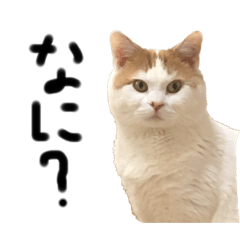 [LINEスタンプ] ねこ aka chill Dopeness watata official