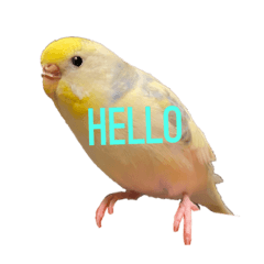 [LINEスタンプ] インコのリモン