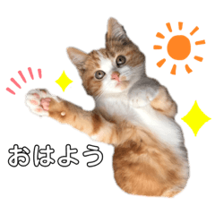 [LINEスタンプ] ✩ルナのスタンプ✩