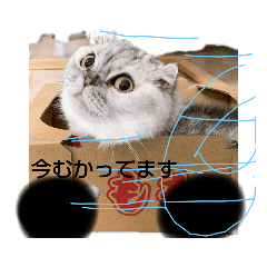 [LINEスタンプ] momoooooooooooo