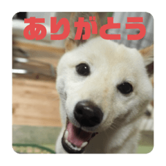 [LINEスタンプ] モカさんスタンプ_2