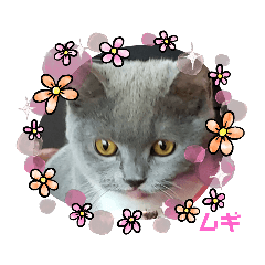 [LINEスタンプ] 猫のムギちゃん
