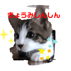 [LINEスタンプ] ハチワレMIXネコの独り言