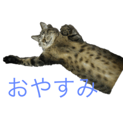 [LINEスタンプ] ねこのちぃさん！1