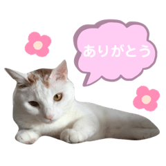 [LINEスタンプ] うちのちびすけ