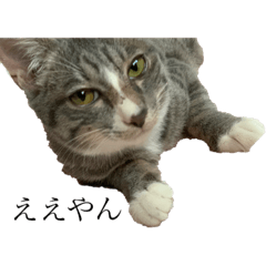 [LINEスタンプ] みみのスタンプだよ