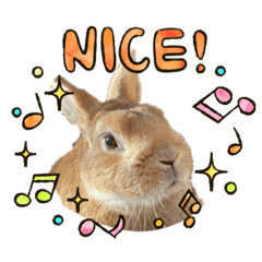 [LINEスタンプ] ウサたんのメープルちゃんはいつも元気