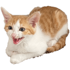 [LINEスタンプ] 猫 パフェ