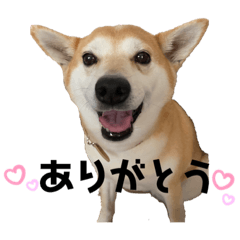 [LINEスタンプ] 豆柴そらちゃんスタンプ