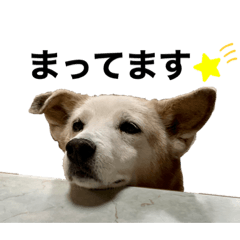 [LINEスタンプ] ちーたん、ミルク、りむ