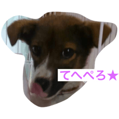 [LINEスタンプ] 愛犬をスタンプにしました✨