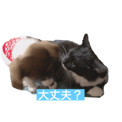 [LINEスタンプ] 愛犬、愛猫をスタンプにしてみました❤