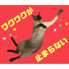 [LINEスタンプ] 猫(トンキニーズ)の日常会話