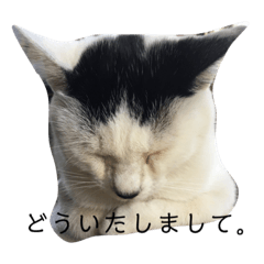 [LINEスタンプ] 木下家の猫たちvol4