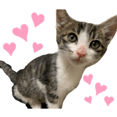 [LINEスタンプ] 世界で1番かわいいももちゃんスタンプ②
