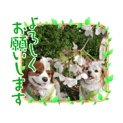[LINEスタンプ] ムサシ＆くぅ