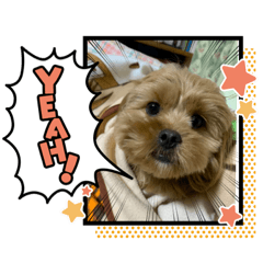 [LINEスタンプ] きなこスタンプvol.1