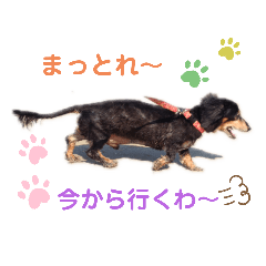[LINEスタンプ] 愛犬りくちゃん4