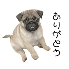 [LINEスタンプ] パグ集 日常編