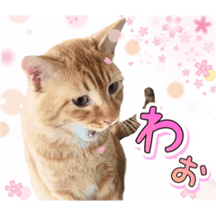 [LINEスタンプ] ファニーなニャンズ 2021 卒業にゃんこ2