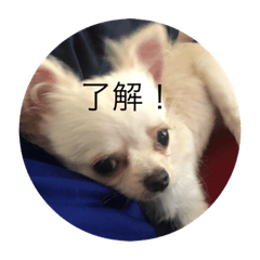 [LINEスタンプ] ニコと日常