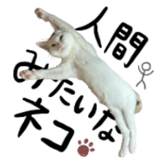 [LINEスタンプ] 人間みたいなネコ1