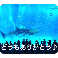 [LINEスタンプ] OKINAWAの景色と花②