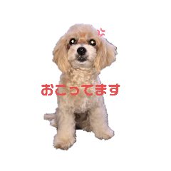 [LINEスタンプ] 私の愛ゆえ