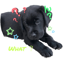 [LINEスタンプ] 黒ラブパピー アビーっ子 black labpuppy