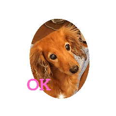 [LINEスタンプ] クッキー犬の日常あいさつ