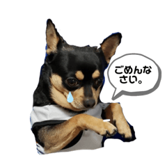 [LINEスタンプ] チワワ まめすけ