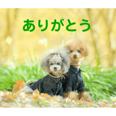 [LINEスタンプ] えいるいわんこ