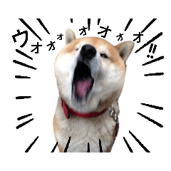 [LINEスタンプ] ずんぐりむっくり気まま柴犬 勘太の日常。