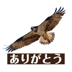 [LINEスタンプ] Flying Bird 510