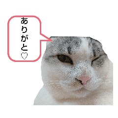 [LINEスタンプ] たいがちゃん❤︎