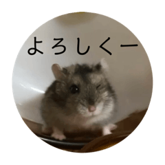 [LINEスタンプ] レッツゴーハムスター