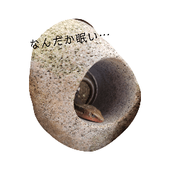 [LINEスタンプ] 我が家のとかげちゃん
