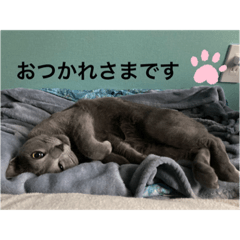 [LINEスタンプ] くろぐれーしろ