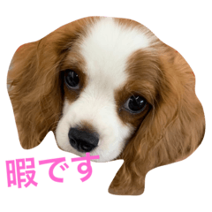 [LINEスタンプ] キャバリアれおん