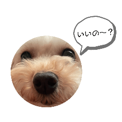 [LINEスタンプ] こまちの日常 komachi