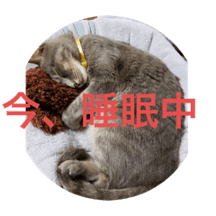 [LINEスタンプ] 猫なの〜