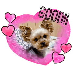 [LINEスタンプ] 我が家のあずき2 withひまわり