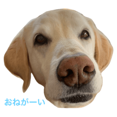 [LINEスタンプ] イエローラブラドール