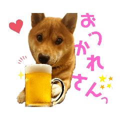 [LINEスタンプ] 柴犬(うちのこ)