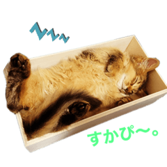 [LINEスタンプ] ちゃちゃまろDAYS