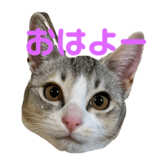 [LINEスタンプ] うちのネイサン