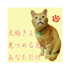 [LINEスタンプ] 猫だって伝えたい事があるんだよ。