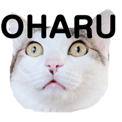 [LINEスタンプ] ごきげんハル氏