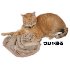 [LINEスタンプ] 猫が喋れば幸せな日々