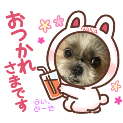 [LINEスタンプ] シーズーのNANAちゃま♡日常②